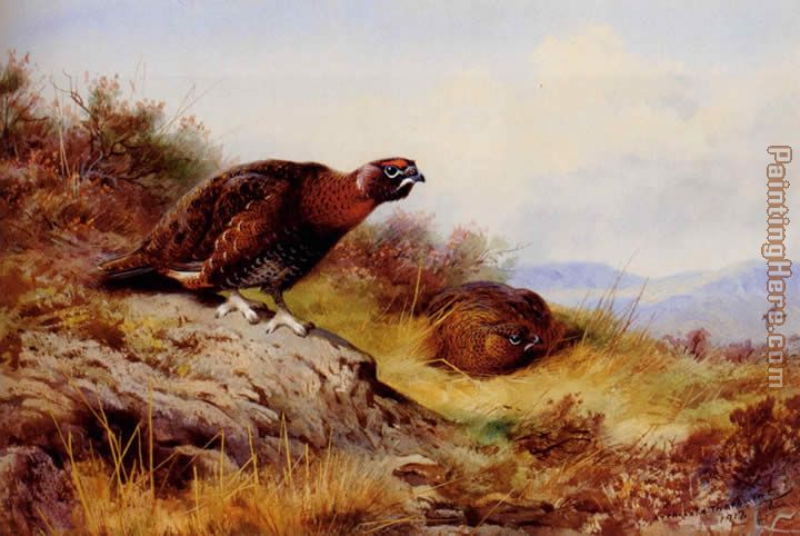 Red Grouse On The Moor painting - Archibald Thorburn Red Grouse On The Moor art painting